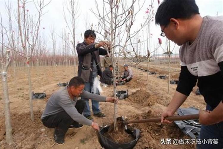 移栽的树长多久施肥 移栽后的树要多久施肥？