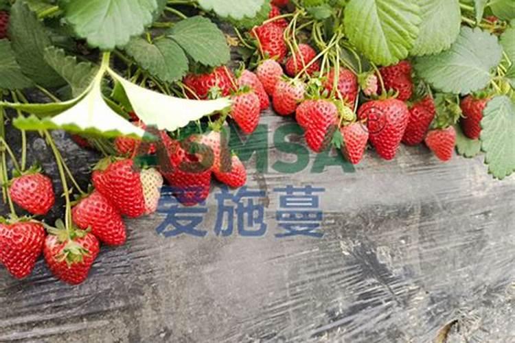 种植草莓怎么管理？用什么来做底肥？该如何提高产量？