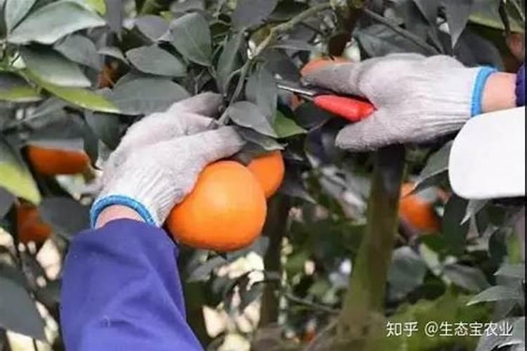 爱媛38号柑橘种植技术？