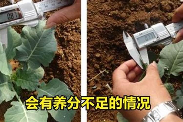 小麦施什么肥料最好