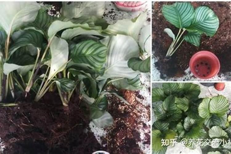 青苹果竹芋快要谢了怎麼办!它的茎都是软的 叶子都垂到地上了