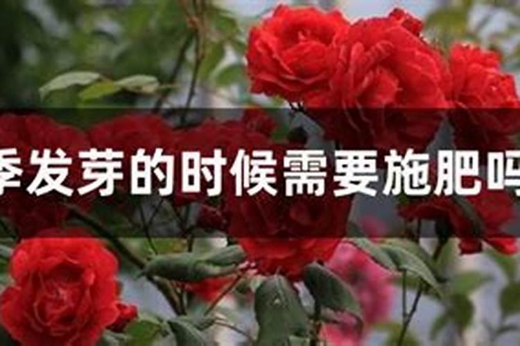 豇豆叶子黄了怎么回事
