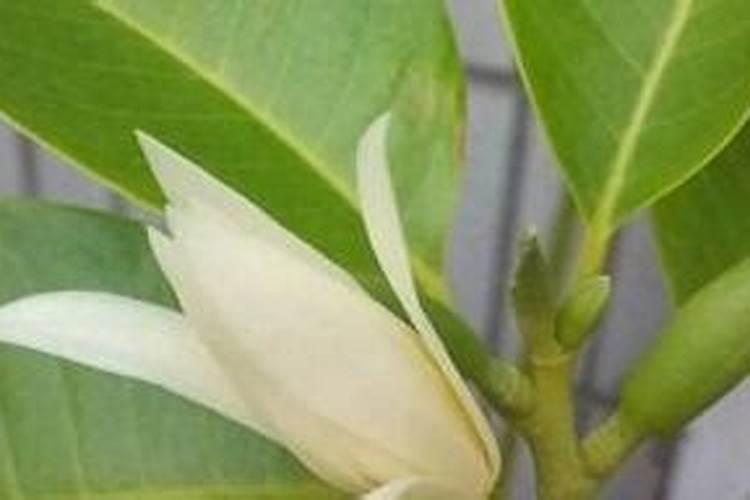 白兰花怎么浇水和施肥？