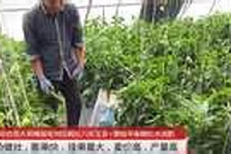 嘉施利(新疆)水溶肥有限公司怎么样？