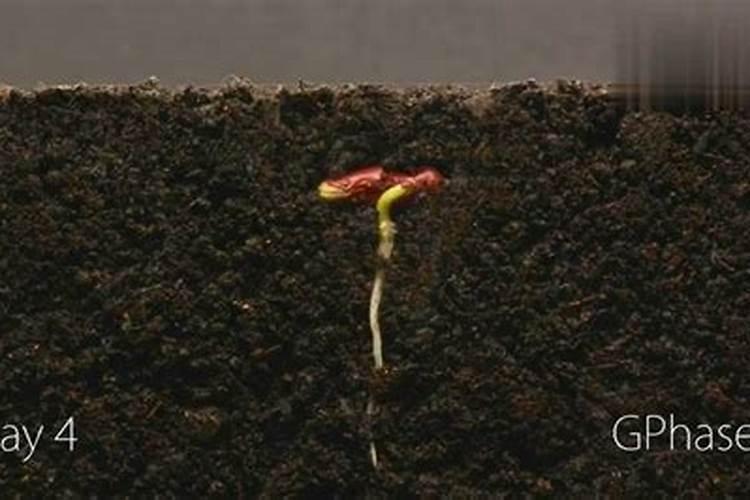 什么肥料可以催芽苗