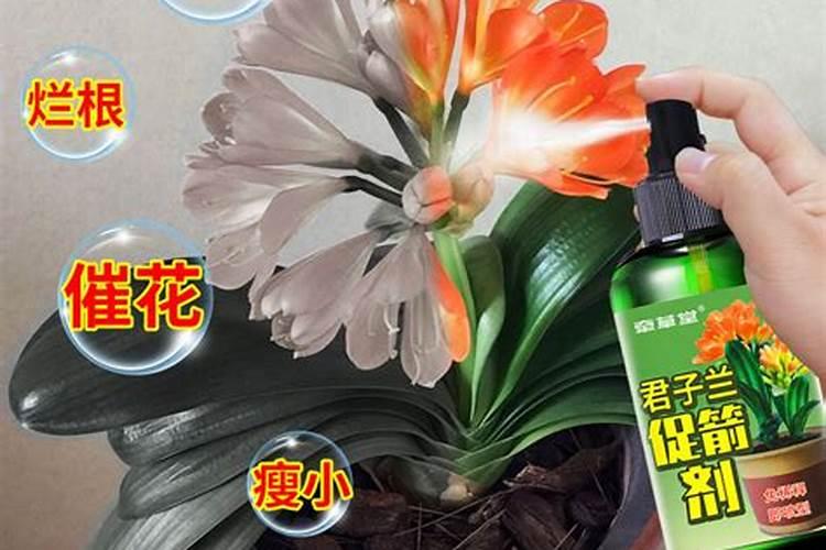 一盆君子兰用几粒复合肥