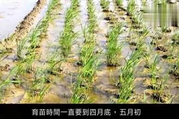 我想自己种植茭白,以前没种植经验,哪位能解答,谢谢。