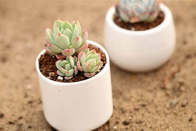 多肉可以用磷肥吗