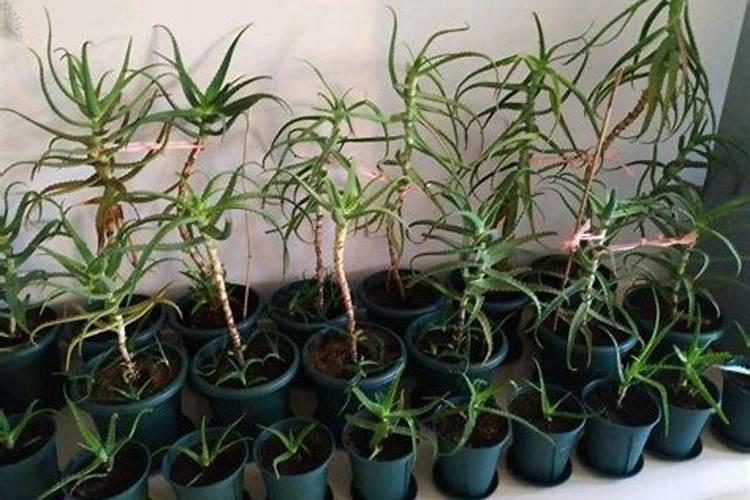 芦荟喜欢什么肥料