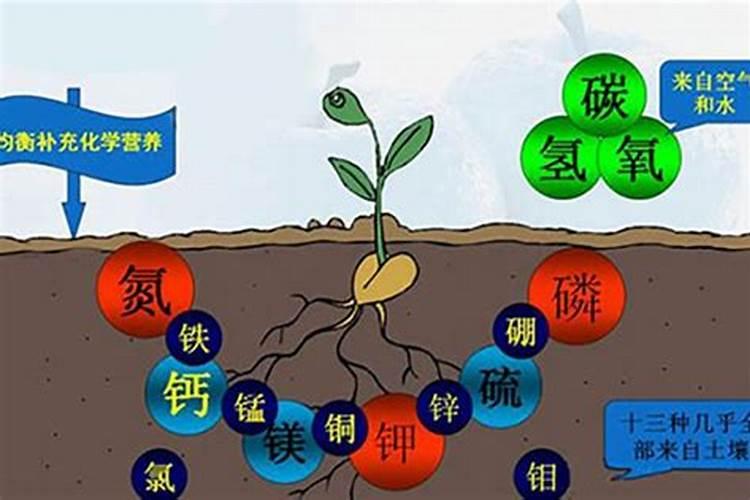 肥料三要素指的是什么