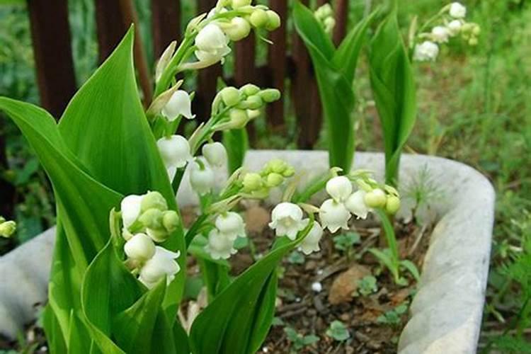 铃兰花开了怎么办？
