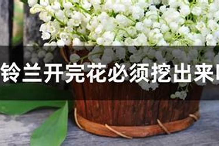 铃兰花需要施肥吗？要施什么肥好？
