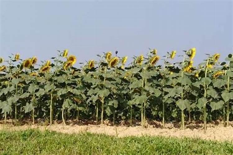 水溶锌肥多少钱一斤