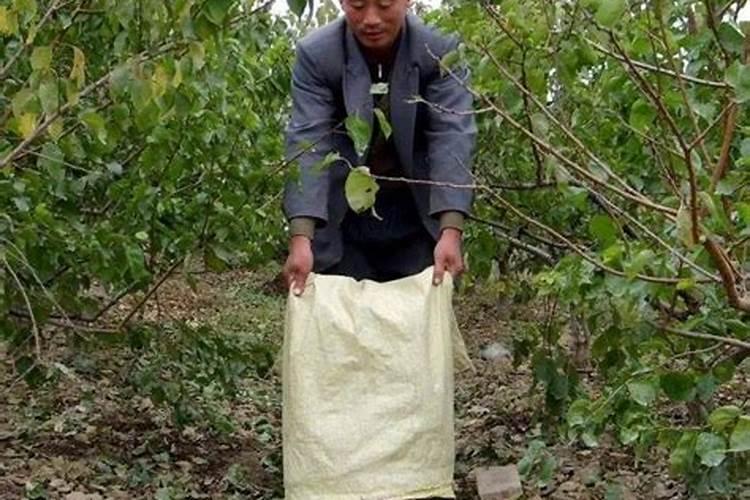 果树施硼肥怎么操作？果树施硼肥有什么用？