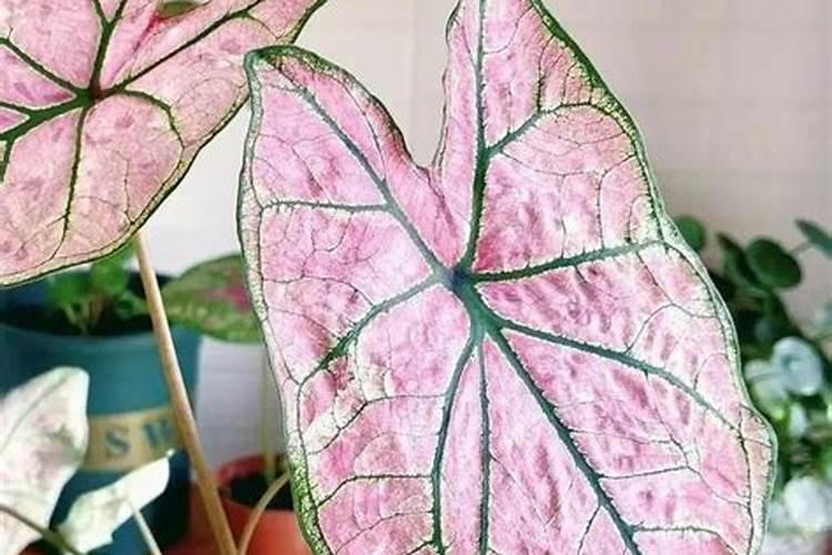 水培植物冬天怎么养？
