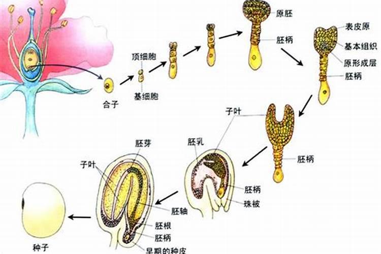 什么肥可促进花芽分化 花芽分化期是什么时候
