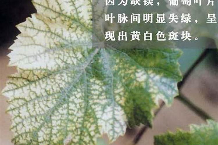 葡萄缺镁就不“美”了,钾肥太多易缺镁,这些补充方式可参考