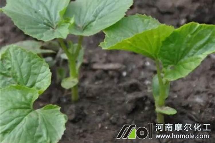 如何增加苦瓜挂果