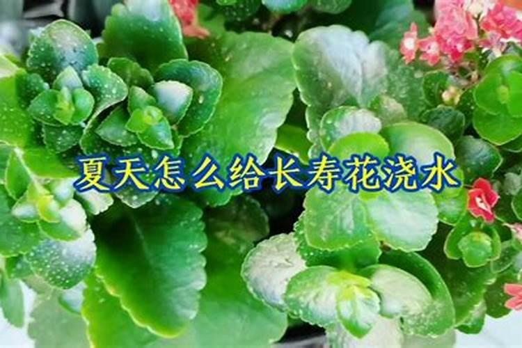 长寿花夏天怎么养施什么肥