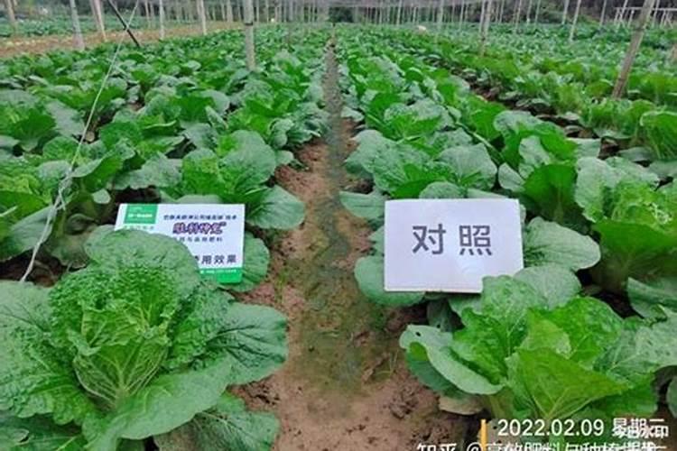 种青菜如何正确施肥 正确做法