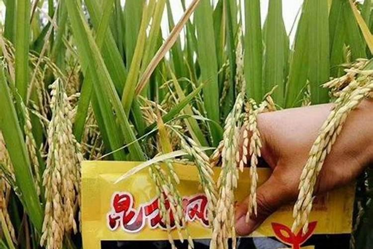 水稻什么时候施钾肥,水稻施钾肥方法