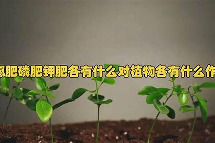 弥猴桃树喂什么肥不酸口感甜