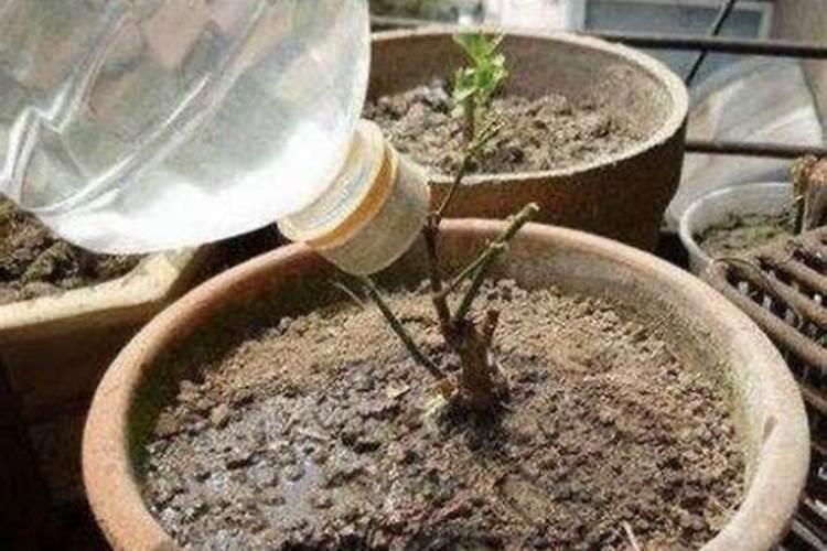 兰花磷酸二氢钾什么时候用最好