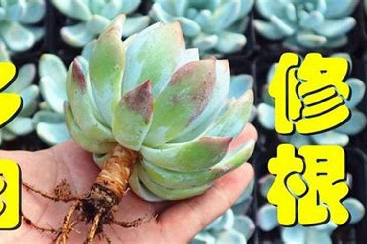 多肉植物可以施氮肥吗