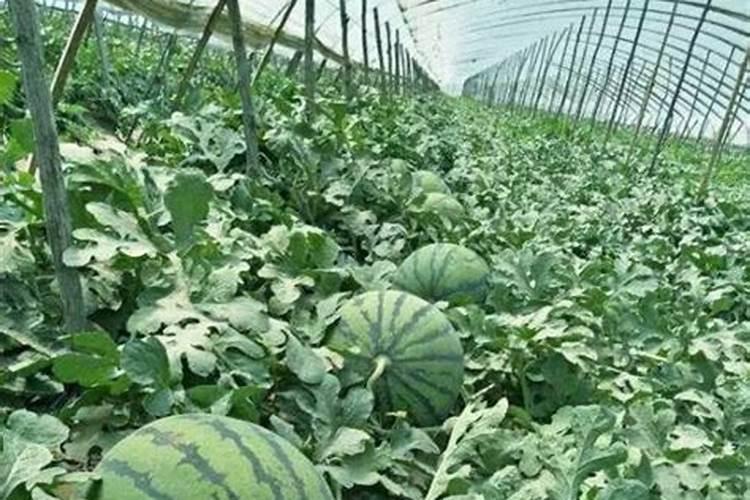 请问老师西瓜地,什么肥料最好？
