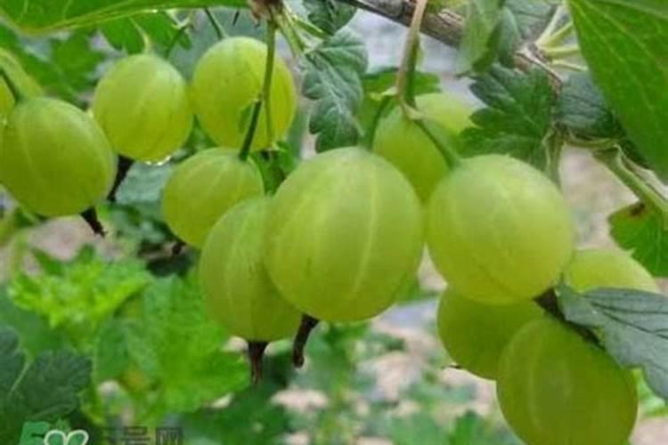 灯笼果种植时间和方法