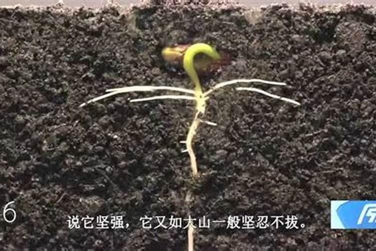 碗莲种子可以用水溶肥吗