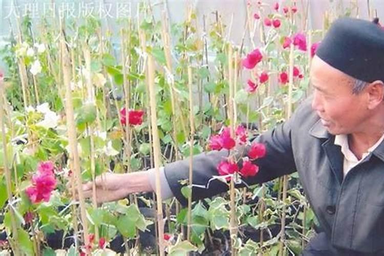 肥料撒在花盆里好还是泡水浇好？