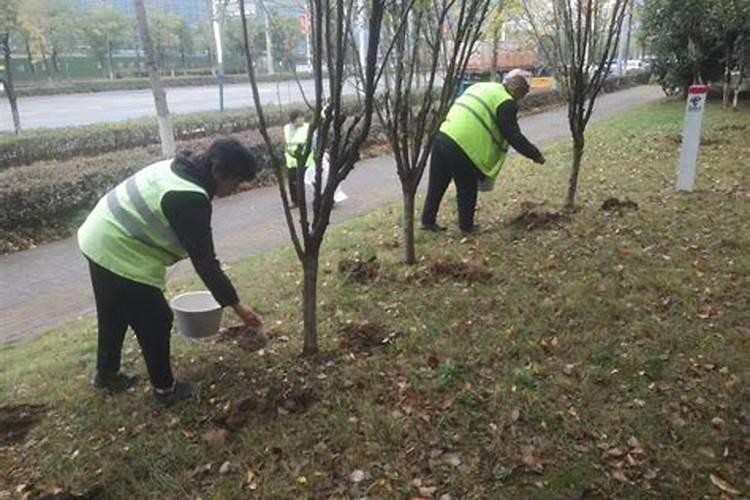 北方庭院有什么四季常绿的树,庭院绿化用？