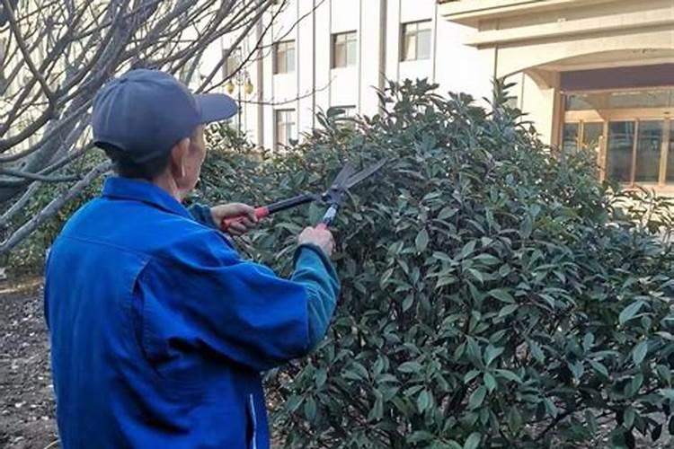 冬季发财树怎么养护？