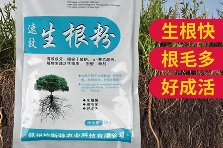 芹菜最好的肥料