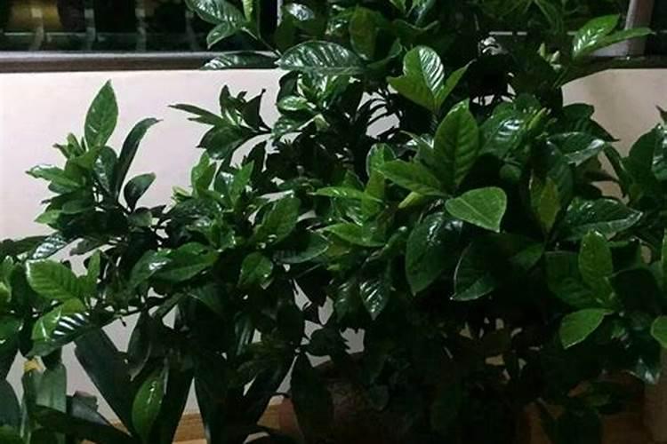 栀子花施什么肥好,栀子花的施肥方法以及注意事项