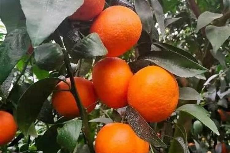柑橘树施什么复合肥好呢？一年要施多少次？(大树)