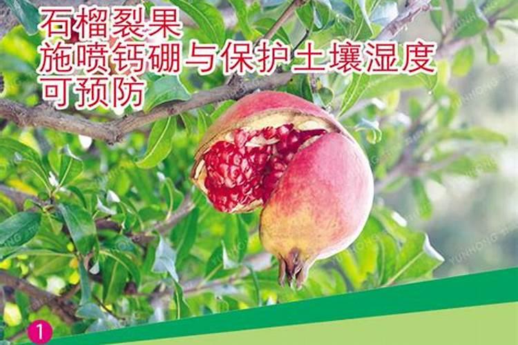 石榴树如何施肥 不同季节石榴树施肥的方法