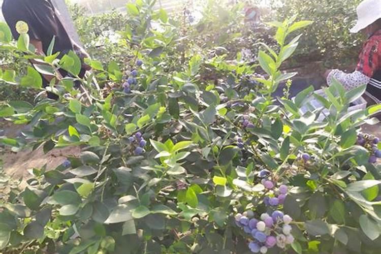 蓝莓施肥的最佳时间是什么时候