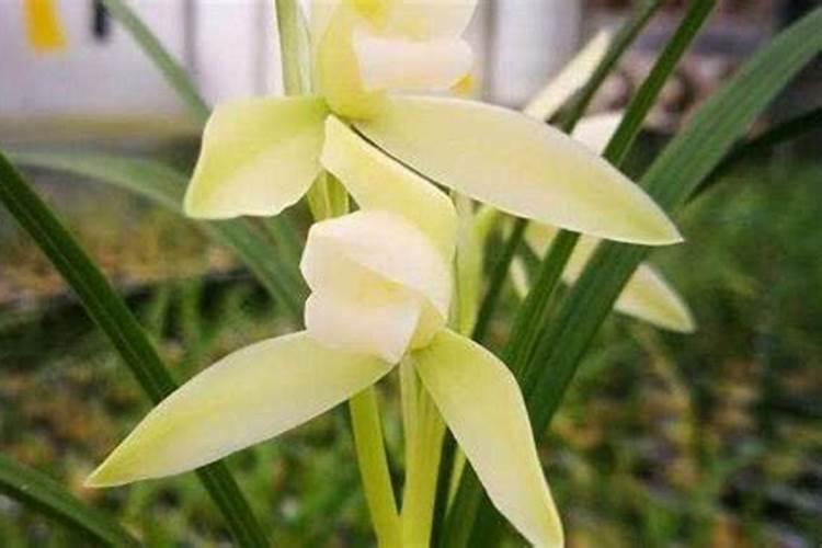 兰草花施什么肥料
