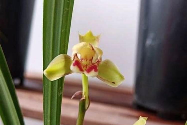 兰草花施什么肥料