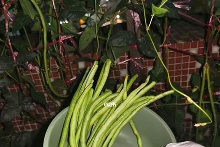 豆角一般什么时候施肥