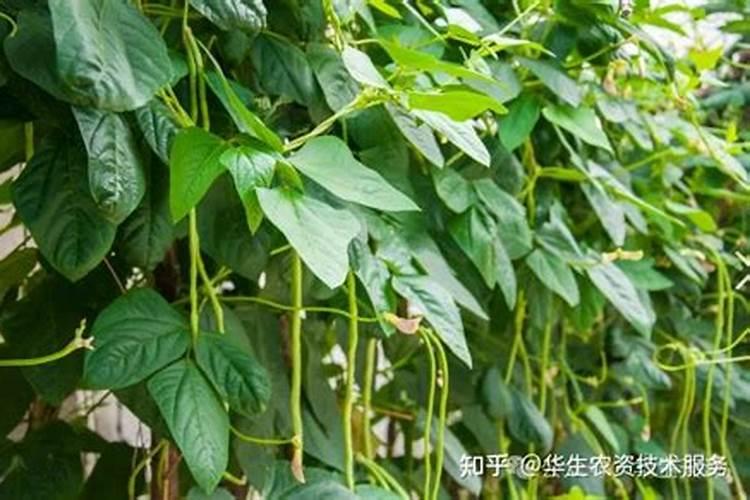 豆角结果期用什么肥料好