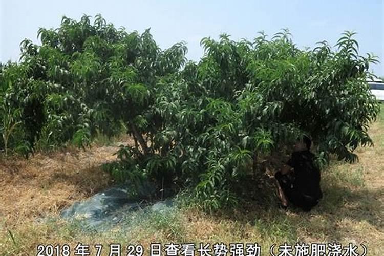 桃树春季施什么肥料最好