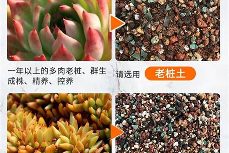 多肉需要施肥吗怎么施肥