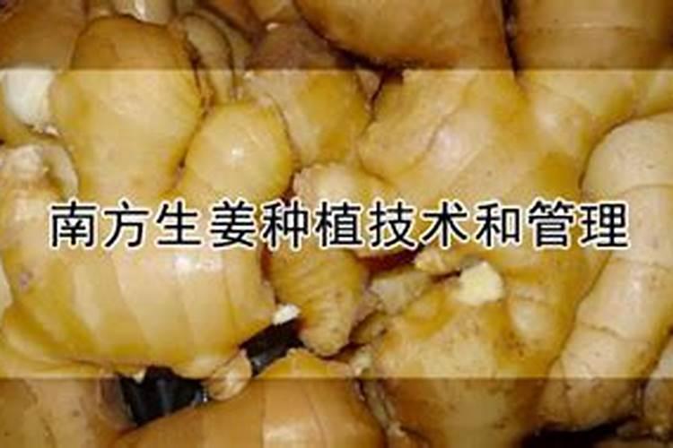 生姜多久施一次肥 施肥的时间和方法