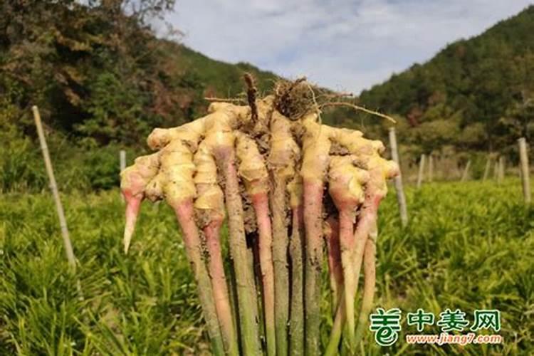 生姜什么时候施肥培土