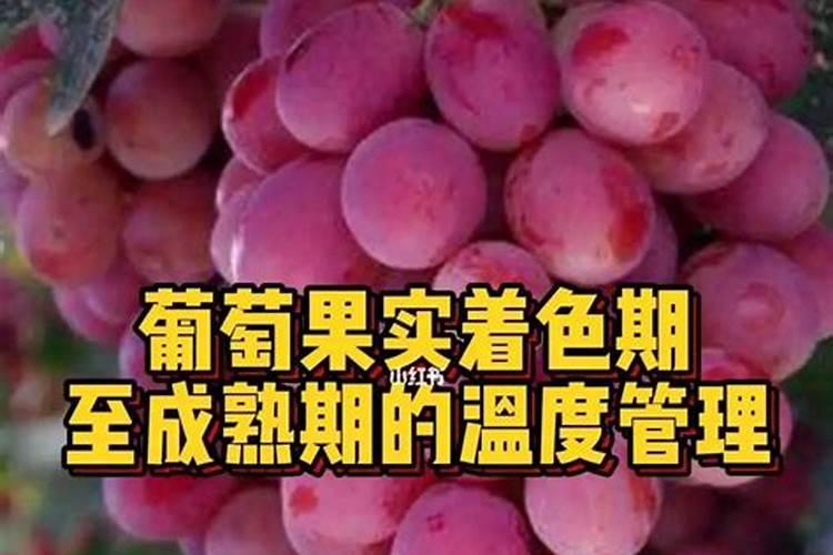 葡萄上使用芸苔素技术