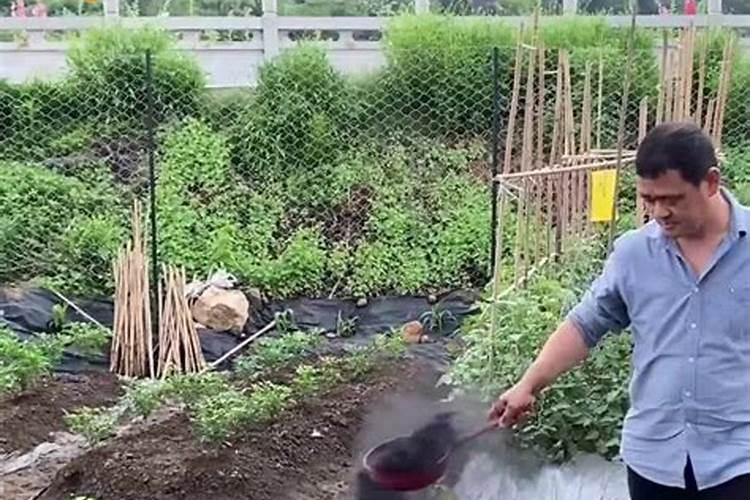 红泡椒喜欢什么肥料