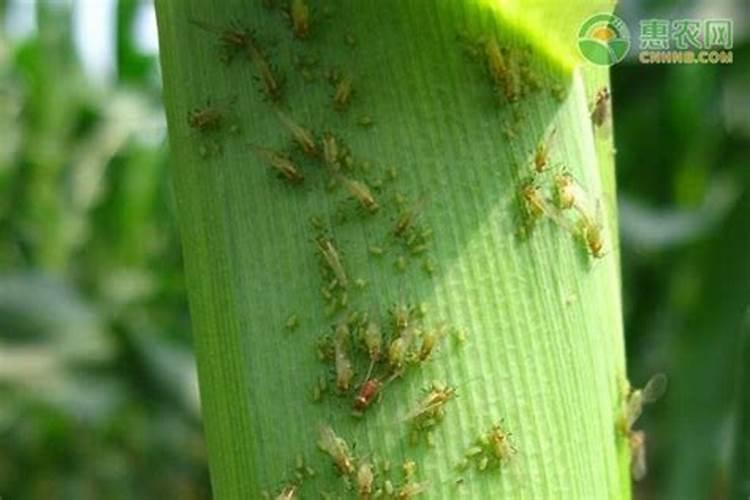 玉米打什么叶面肥最好